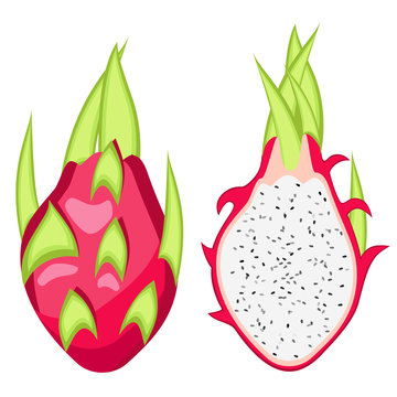 Pitahaya, Dragon fruit vector Illustration.
