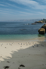 Diverse Beauty Graces the California Coast
