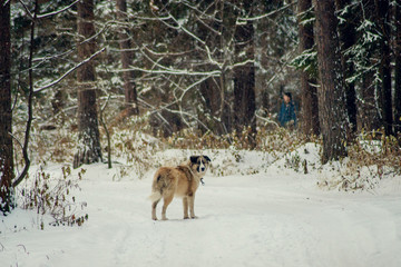 Fototapeta na wymiar German Shepherd Dog running with stick in mouth down snow covered trail in woods