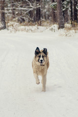German Shepherd Dog running with stick in mouth down snow covered trail in woods