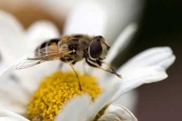 Biene auf einer weißen Margaritten-Blüte