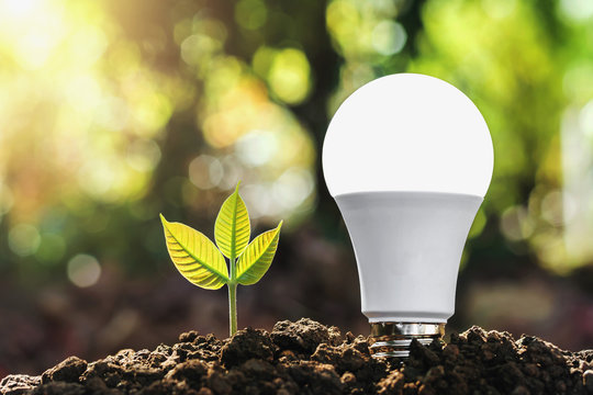 concept energy saving lightbulb with plant growing and sunshine in nature
