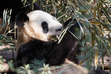 Naklejka na ściany i meble A lovely panda is eating bamboo