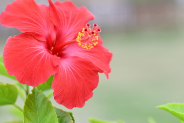 ハイビスカス