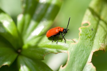 roter Blattroller (Attelabidae) auf einem grünen Blatt