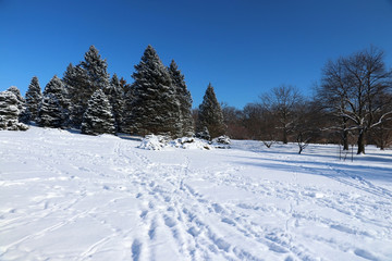 Fototapeta na wymiar Beautiful winter nature background. Winter sunny day landscape with clear blue sky over spruces and trees in a park and footprints on a fresh snow cover on a foreground.