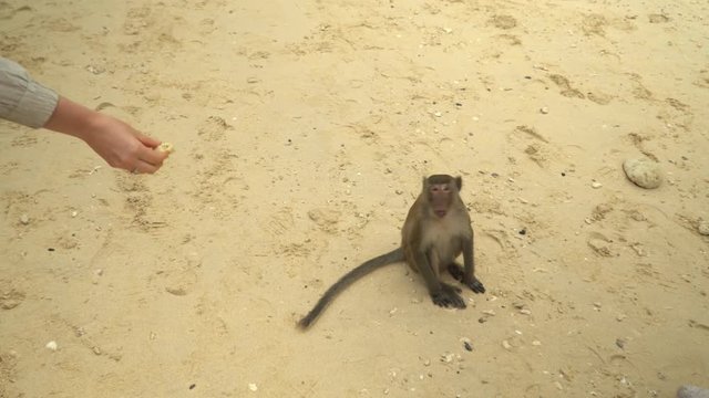 The monkey takes bananas from hands of tourists. Island of monkeys. Monkeys.