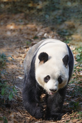 Fototapeta premium A panda is walking on the meadow.