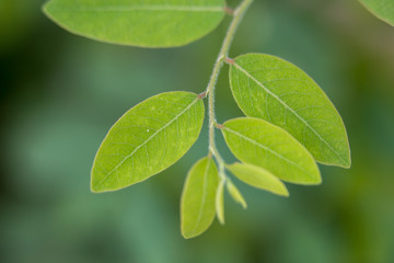 Leaves in the garden, marco