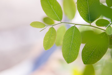 Leaves in the garden, marco