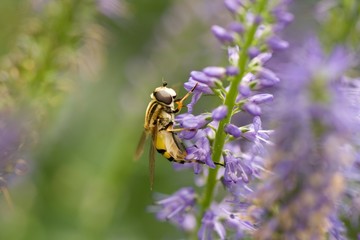 gemeineSumpfschwevbfliege (Helophilus pendulus) auf Lavendel