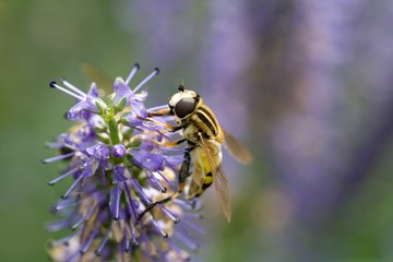 gemeine Sumpfschwebfliege (Helophilus pendulus) auf Lavendel
