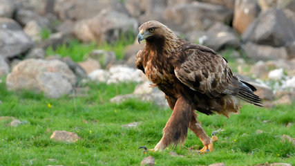 Golden Eagle walking on a meadow
