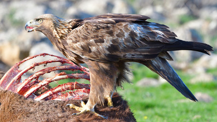 Golden Eagle Eating from a Carcasse