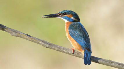Common Kingfisher (Alcedo athis)