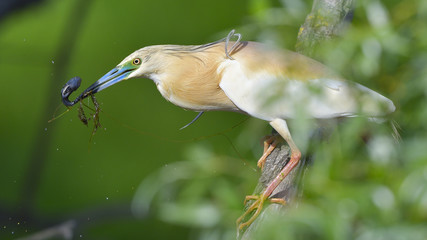 Squacco Heron (Ardeola ralloides)