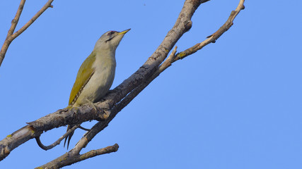 Obraz premium Grey Headed Woodpecker (Picus canus)
