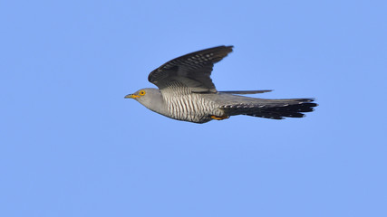 Common cuckoo (Cuculus canorus)