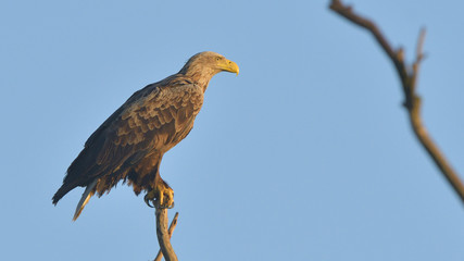 White Tailed Eagle (Haliaeetus albicilla)