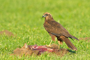 Marsh harrier (Circus aeruginosus)