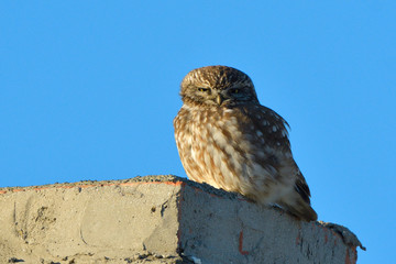 Little owl (Athene noctua)