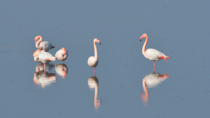 Fototapeta premium Greater Flamingo (Phoenicopterus roseus)