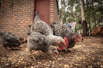 Free range chickens on a farm in Africa