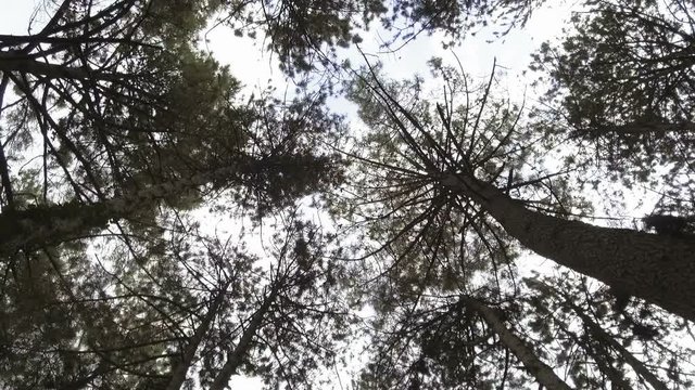 Looking up into forest canopy, camera rotating
