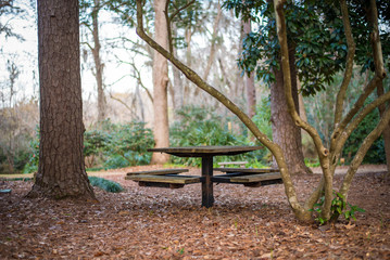 picnic table in forest 