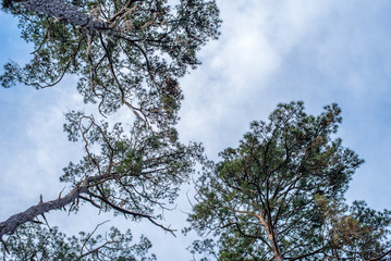 Tree Branches in the Sky 