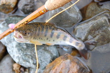 フライフィッシングでヤマメ釣り