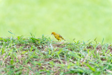 Little yellow bird holding plastic with the beak
