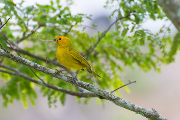 Small bird holding branch with the beak