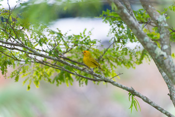 Small bird holding branch with the beak