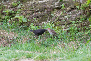 The rufous collared sparrow feeding the shiny cowbird