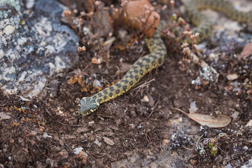 Natrix maura is a natricine water snake of the genus Natrix. Its common name is viperine water snake or viperine snake.