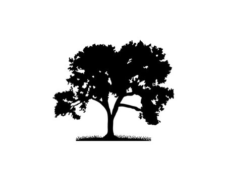 Black Vector Oak Tree Illustration Hand Drawing Logo Silhouette