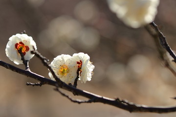 梅の花