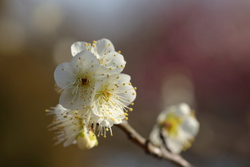 梅の花