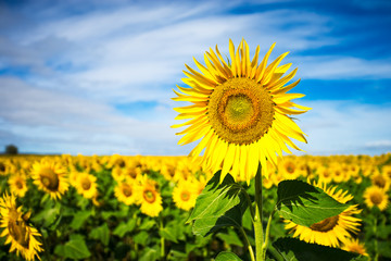 A bright and vibrant sunflowers with blue sky
