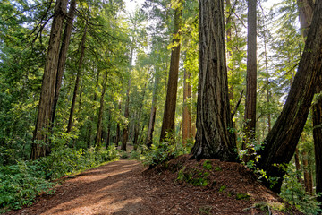 forest at big basin redwoods state park