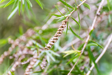 Seeds of the creek or weeping bottlebrush