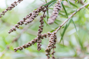 Naklejka premium Seeds of the creek or weeping bottlebrush