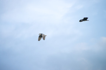 Black crowned bird flying with sky as background