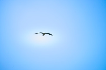 Obraz premium Black crowned bird flying with sky as background