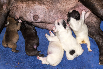 Brown female french bulldog feeding many puppies