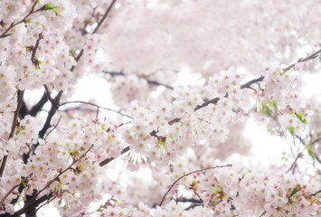 Sakura or cherry blossom spring flower full bloom in season.