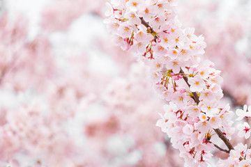 Sakura or cherry blossom flower full bloom in spring season.