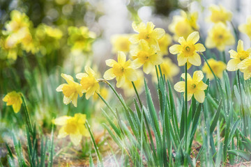 Spring flower yellow Daffodil Narcissus full bloom in  season with natural bokeh background.