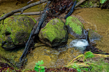 moist river in redwoods park at raining season